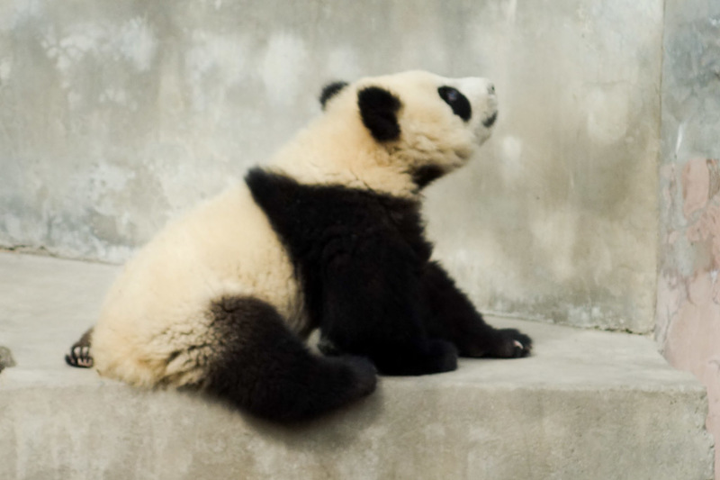 China-Chengdu-Panda-Research Base - *