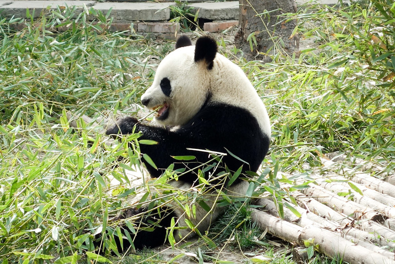 China-Chengdu-Panda-Research Base - ##