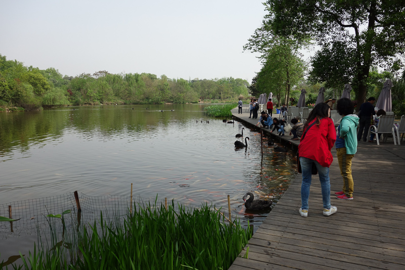 China-Chengdu-Panda-Research Base - Still in the Panda park is this nice looking lake.