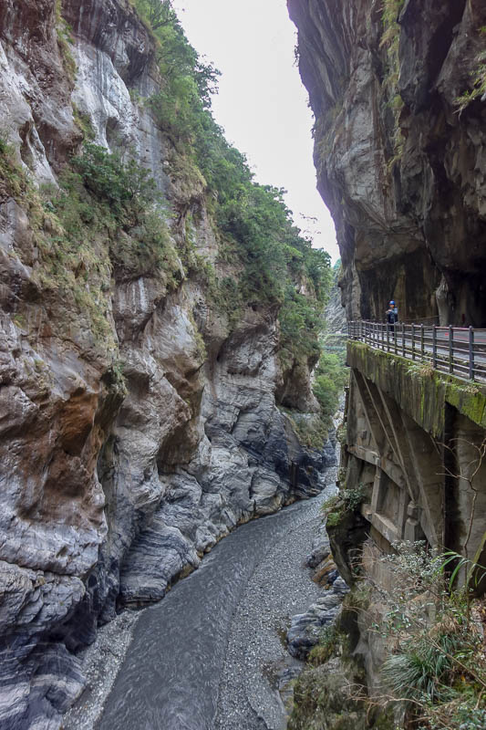 Taiwan-Hualien-Taroko Gorge - The swallows make nests on the cliff face. I dont know how they farm the nests.