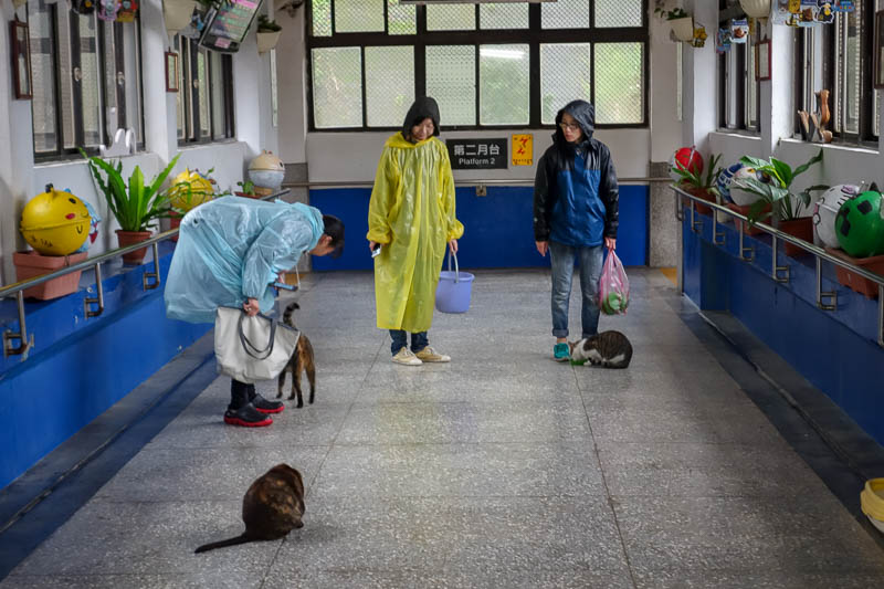 A full lap of Taiwan in March 2017 - I think these three girls live / work here. The cats know them well, they have buckets and bags of things to feed them.