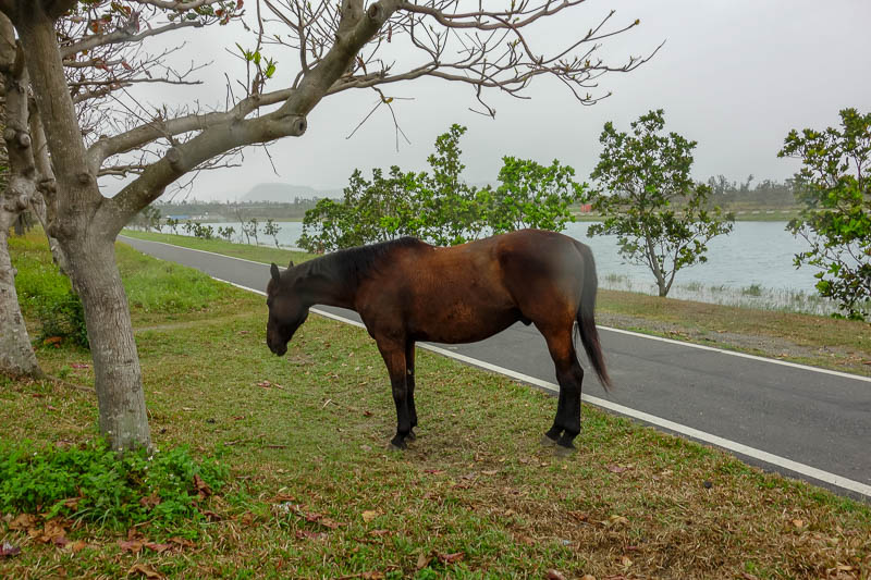 A full lap of Taiwan in March 2017 - ...and surprise horse appeared. It really is just an abandoned horse living here. Imagine if I came across the horse in the dark last night?