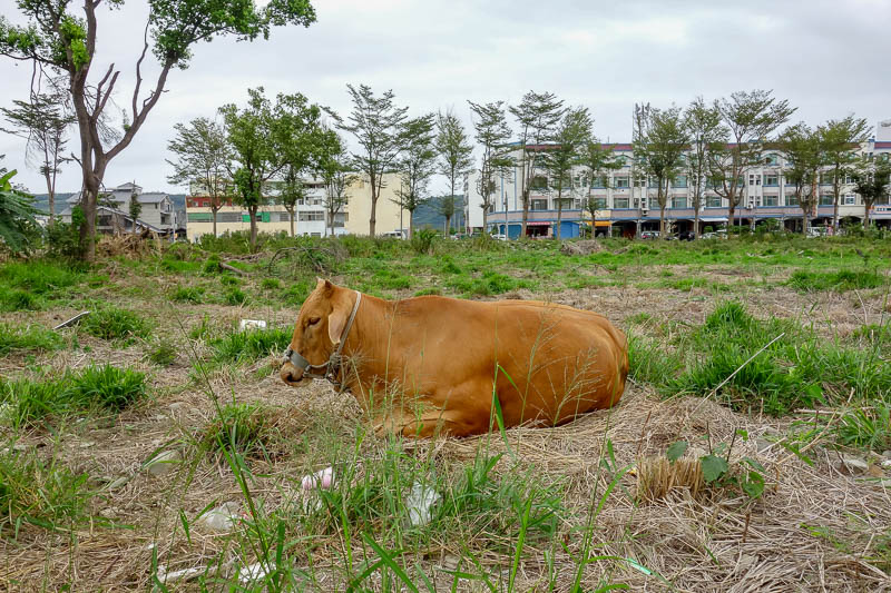 Taiwan-Taitung-Kaohsiung-Horse-Cow-Dog - Then I came across mr cow. He looks delicious.