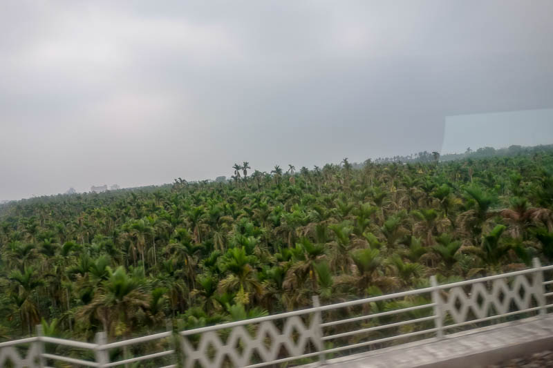 A full lap of Taiwan in March 2017 - Here is the palm tree forest, they import orang u tans and stick them in these trees.