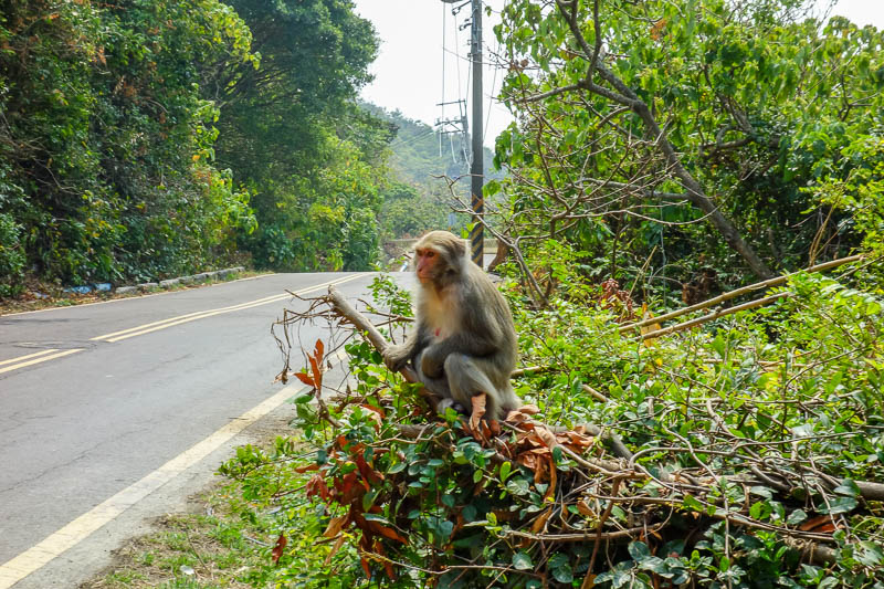 Taiwan-Kaohsiung-Monkeys-Temple-Beach - Monkeys were everywhere.