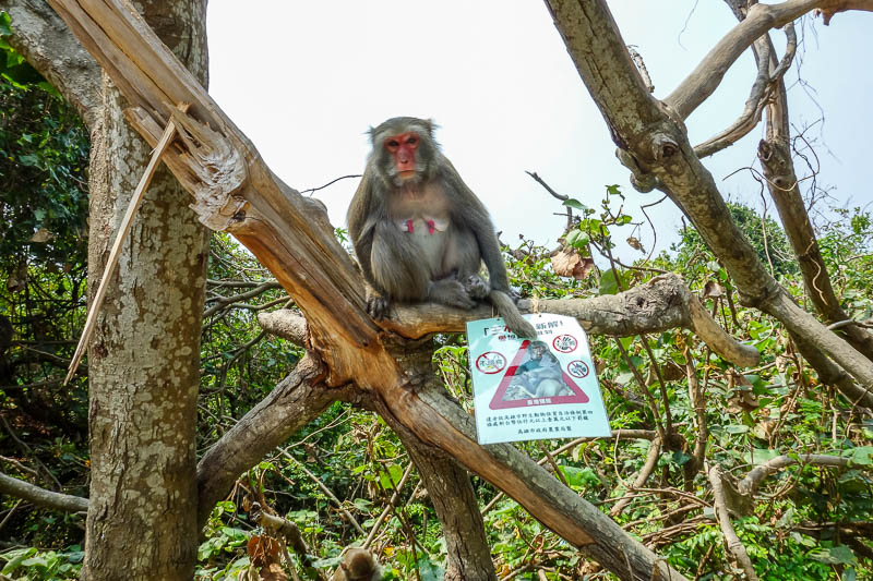 Taiwan-Kaohsiung-Monkeys-Temple-Beach - This monkey poses with the do not feed the monkeys sign. Thats some awesome monkey nipples.