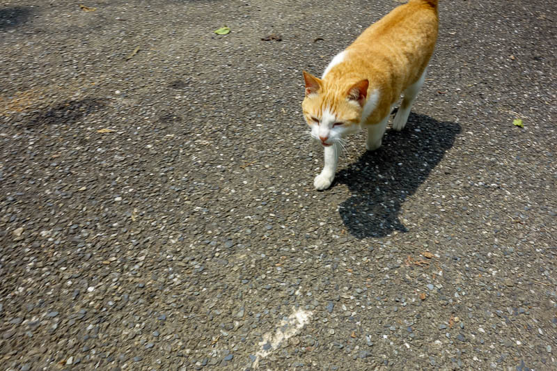 Taiwan-Pingxi-Hiking-Climbing - This cat followed me for quite some distance back towards the town. He lives in the temple. A guy with a dog came in the other direction, dog and cat 