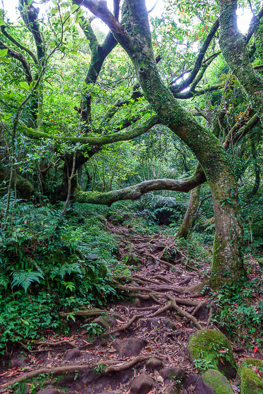 Taiwan-Taipei-Hiking-Datun-Yangmingshan - A wild mossy root filled path. Very exciting. Very steep in places. It was a bit concerning that I had to break a few spider webs, which indicated I w