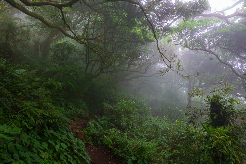Taiwan-Taipei-Hiking-Datun-Yangmingshan - Another lonely section, this time in dense fog. There are numerous points to take detours to avoid the actual peaks, but what would be the fun of that
