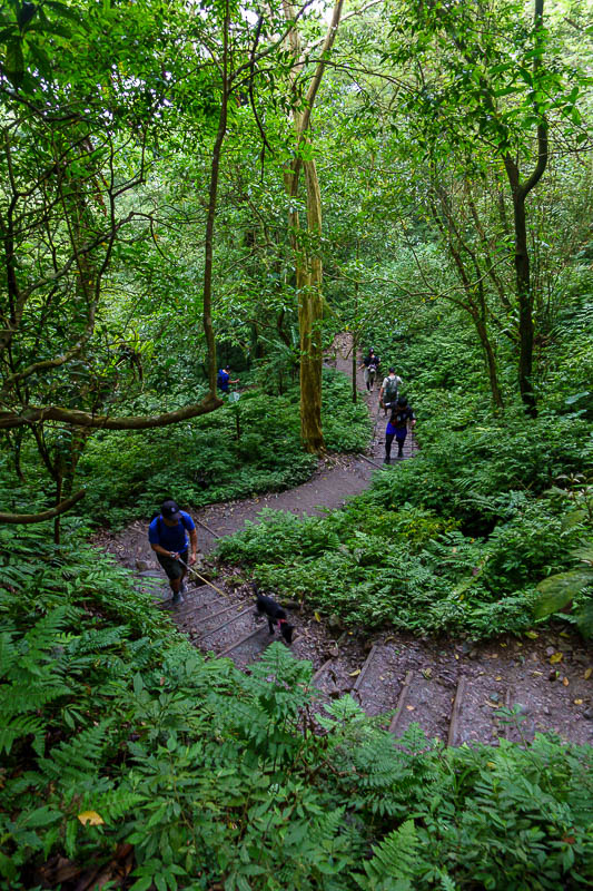 Taiwan-Yilan-Hiking-Marian trail - I arrived back at the jungle foresty area, with the slippery steps. Still lots of people.