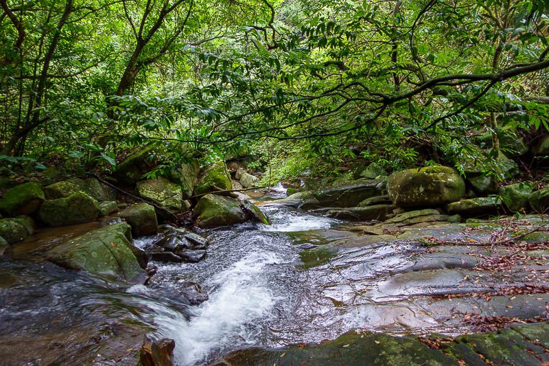 Taiwan-Yilan-Hiking-Caoling Trail-Hiking - The trail follows a river for much of its journey, which helps keep everything damp, mossy and very slippery.