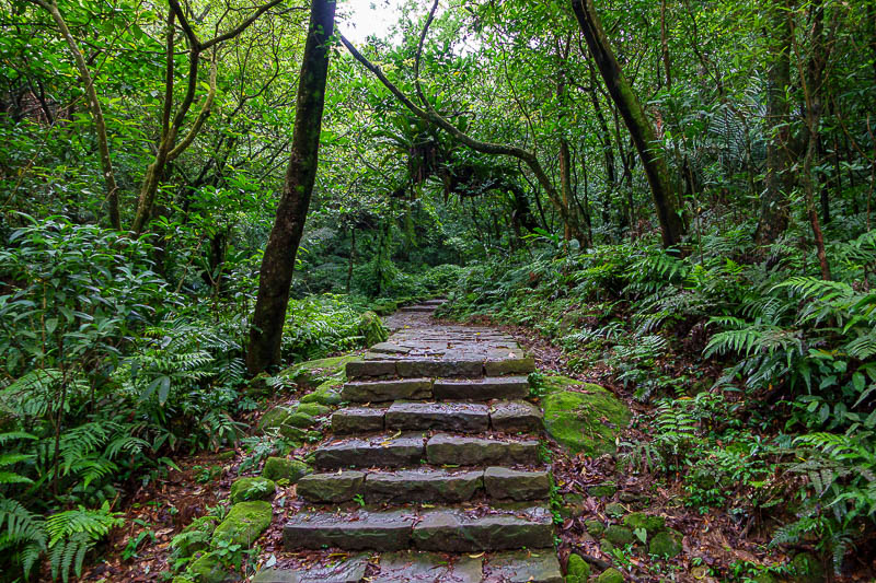 Taiwan-Yilan-Hiking-Caoling Trail-Hiking - The journey up was like walking through a forest garden. There were zero other people for a couple of hours.
