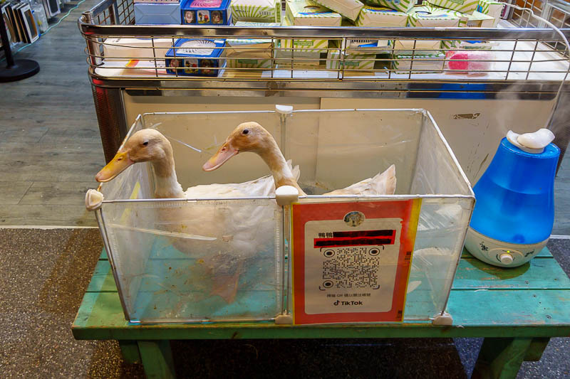 Taiwan for the 5th time - April and May 2023 - And finally for the final pic of this evening, the other part of tonight's title, ducks. Out the front of a cosmetics shop. They appear to have a tikt