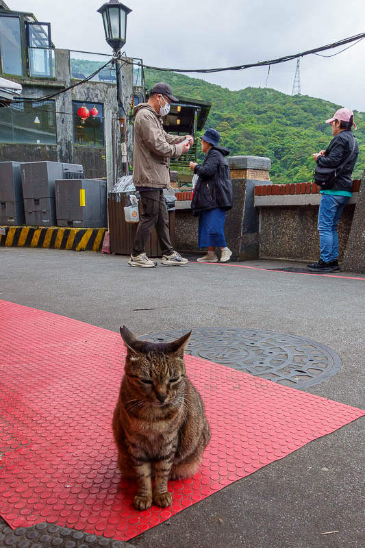 Taiwan-Keelung-Houtong-Jiufen-Hiking - Another cat, on his red carpet. They just laze about as tourists take photos, waiting to be photographed.