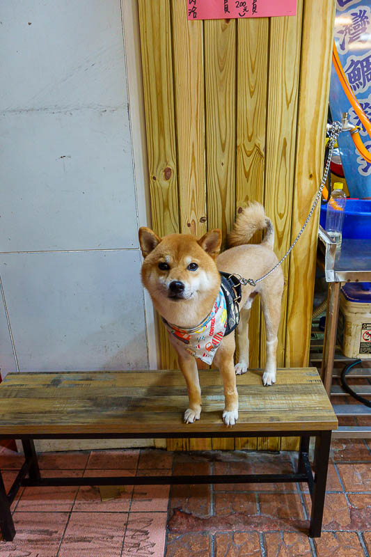 Taiwan-Keelung-Fo Guang Shan-View - Tonight's store dog. He's chained up, but gets a heap of attention.