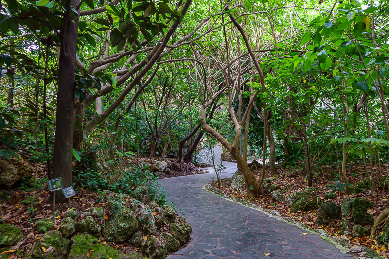 Taiwan-Taichung-Museum-Garden - Cool trees.