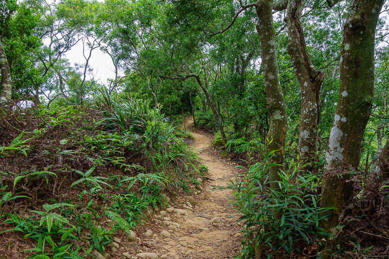 Taiwan-Taichung-Hiking-Huoyan Mountain - I was really enjoying the natural trail today. Long sections were like this.