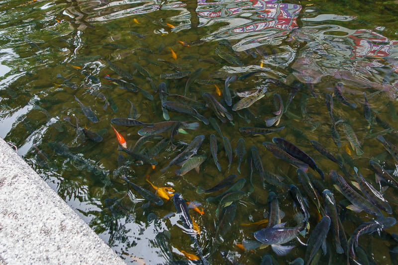 Taiwan-Taichung-Train - Behold, drain fish, lots of them. Including the ultra rare black goldfish.