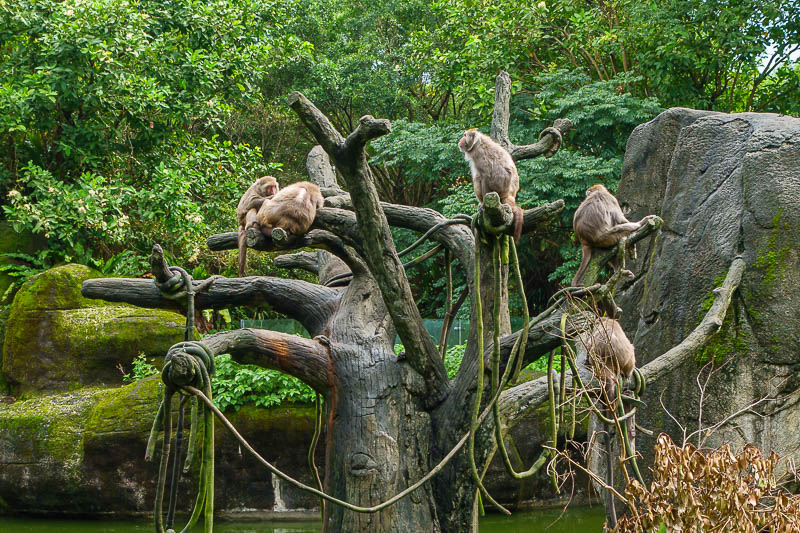 Taiwan-Taipei-Zoo - I see these monkeys on most of my hikes. Now I see them in a zoo.