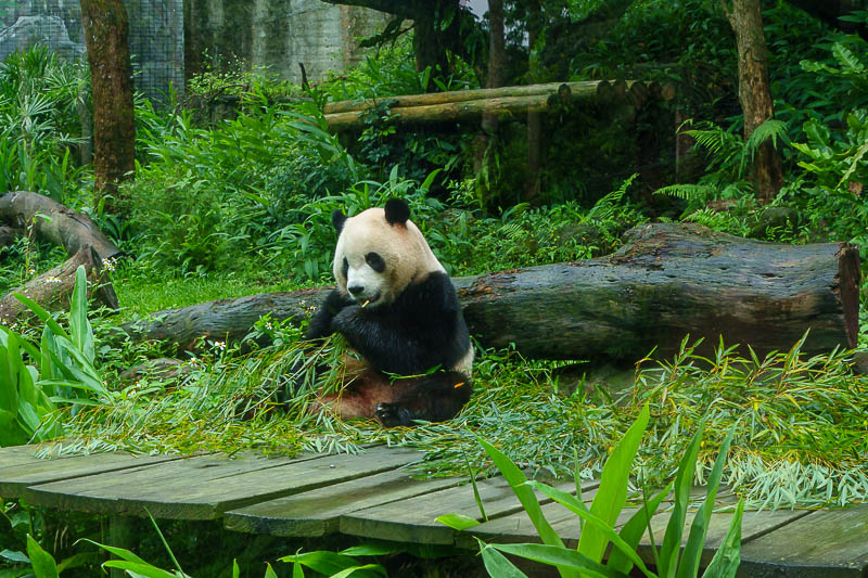 Taiwan-Taipei-Zoo - OMG, a panda. At this stage I should mention the zoo entry fee is about $2.50. There is no extra fee to see the pandas. I just saved about $50 compare