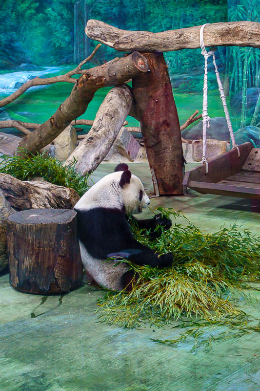 Taiwan-Taipei-Zoo - Here is the other panda. They need to be separated. They are truly the worlds most useless creatures.