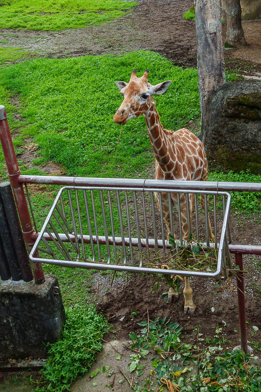 Taiwan-Taipei-Zoo - Baby giraffe.