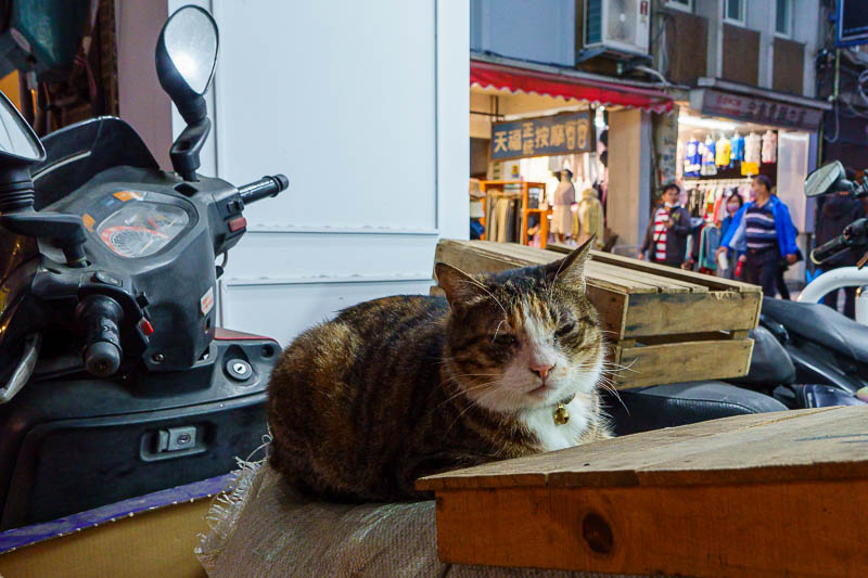 Taiwan-Taipei-Shilin-Food-Beef - Scooter cat does not care about the big market crowds, he just snoozes all day.