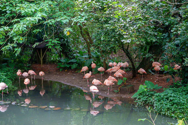 Taiwan-Taipei-Zoo - I nearly skipped the bird world part of the show, but it is large and very good, the birds roam free as you wander past.