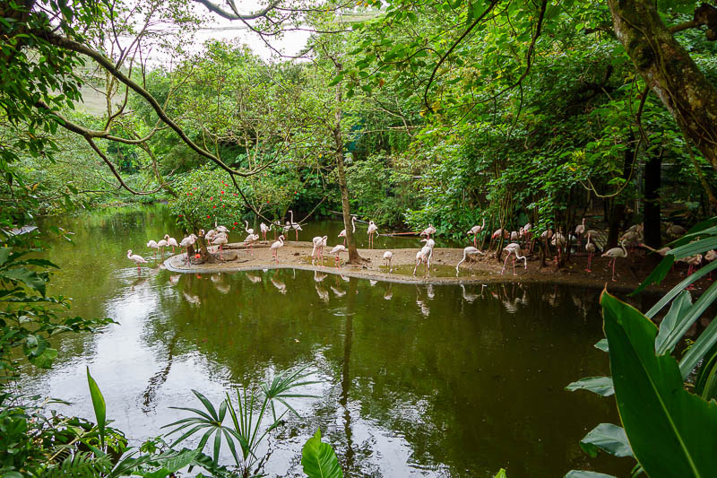Taiwan-Taipei-Zoo - A different flock of flamingos.