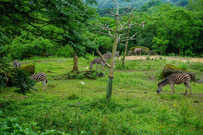 Taiwan-Taipei-Zoo - Final zoo pic, I culled heaps. Stripey horses. They also have space to run about.