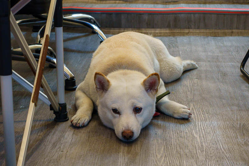 Taiwan-Taipei-Shilin-Food-Beef - Store dog has had a long day guarding what I think was an optometrist.