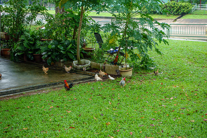Singapore-Chinatown - Chickens roam freely in the streets?