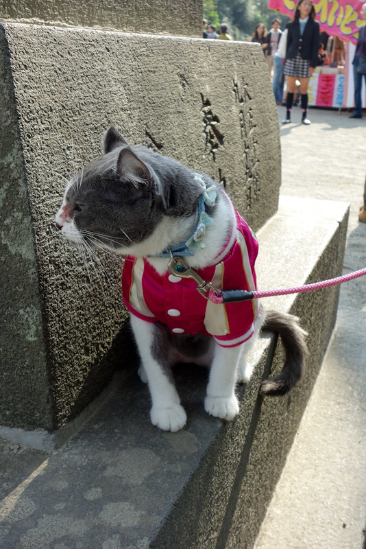 I flew all the way to Tokyo and back for the weekend - Nearby and heres another cat. Only this one is on a leash and dressed up. I asked its crazy catwoman owner if I could take a photo, she was very proud